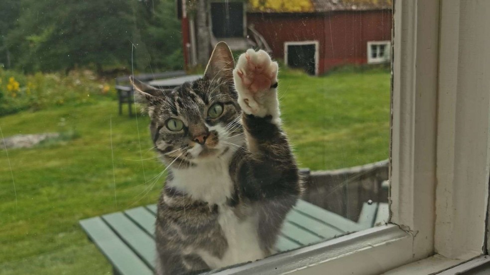 (Foto: Canva/Matilda Lindberg)