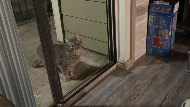 Foto: Reprodução/Sean Conroy/The Dodo