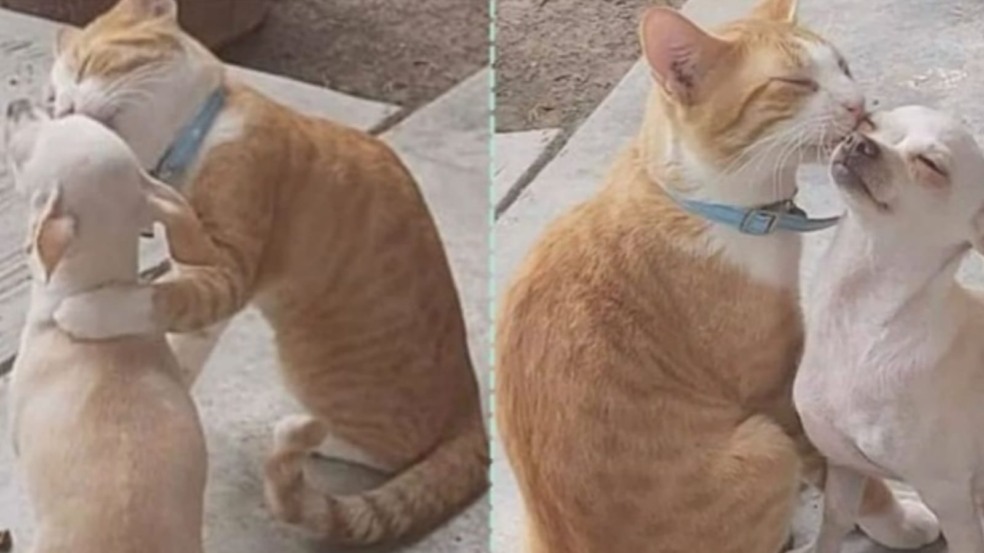 Cachorro e gato Cachorro e gato