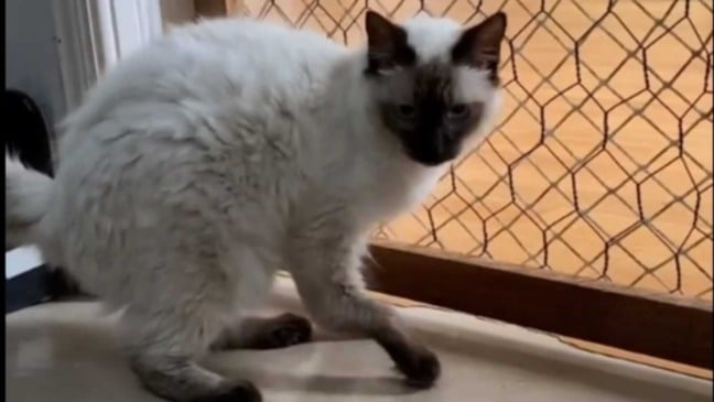 Gato com patas quebradas