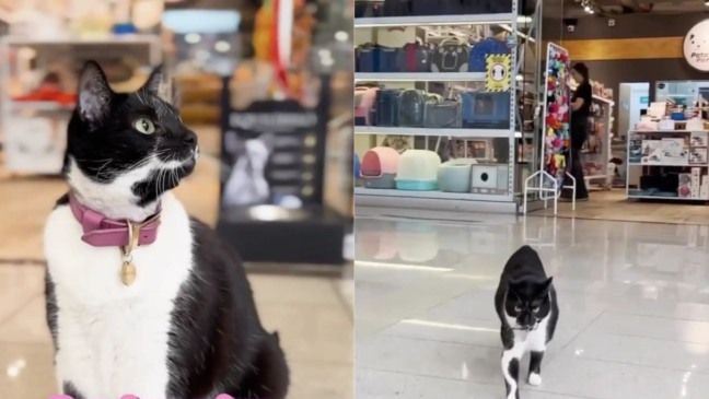 Foto: Reprodução/Instagram/@PatasParribaOficial