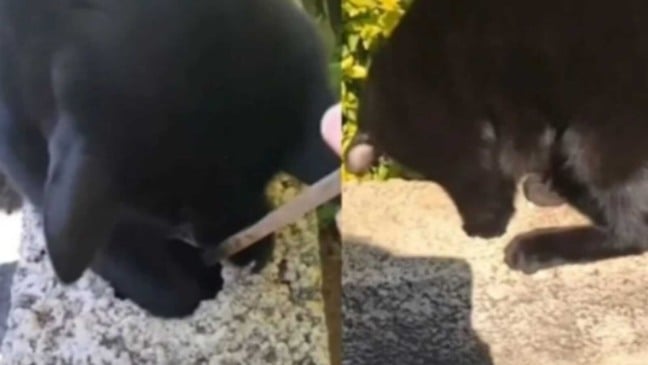 Gato pegando chave em buraco