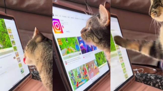 Gato aprende a mexer no tablet sozinho e surpreende tutora