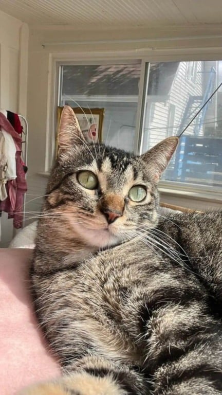 Gato aprende a mexer no tablet sozinho e surpreende tutora