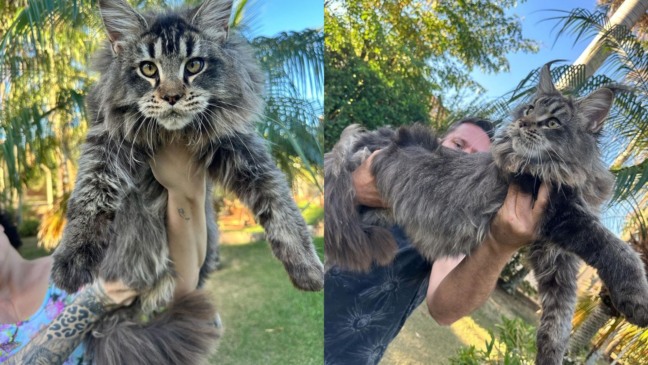 Foto: Reprodução/Instagram/@felinafolia