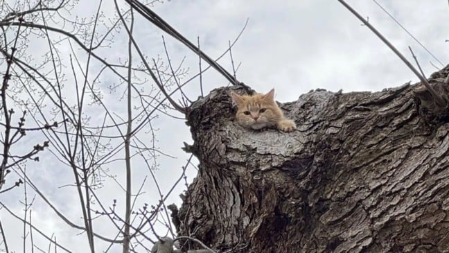 Gato laranja preso em árvore