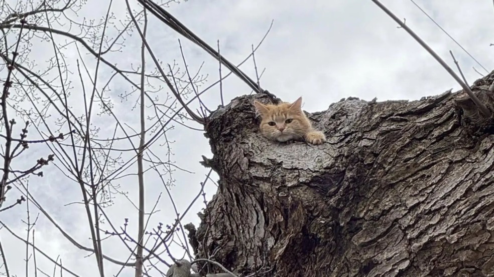 Gato laranja preso em árvore