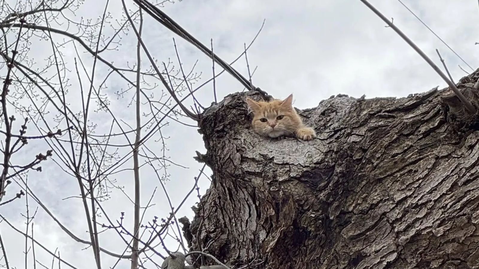 Gato laranja preso em árvore