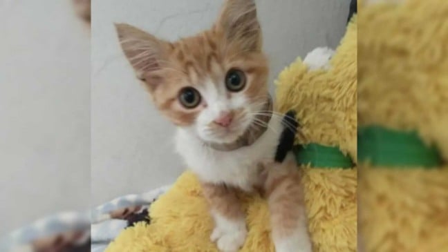 Gato filhote laranja e branco