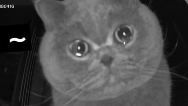 Gato com olhos marejados