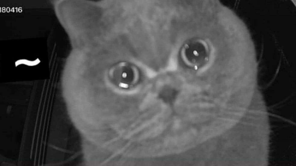 Gato com olhos marejados