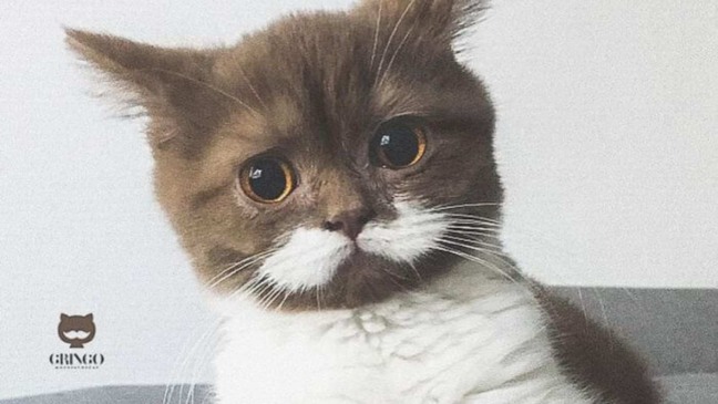 (Foto: Reprodução/AUBTU)