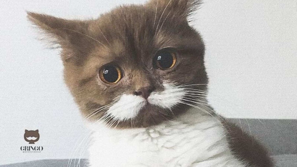 (Foto: Reprodução/AUBTU)