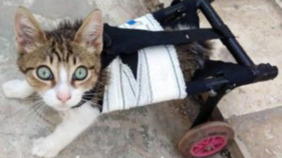 (Foto: Reprodução/catiororeflexivo)