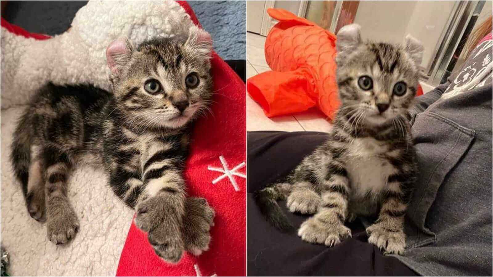 Filhote de gato com patas grandes