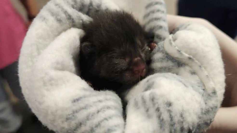 Foto: Reprodução/Facebook/Pennsylvania SPCA 