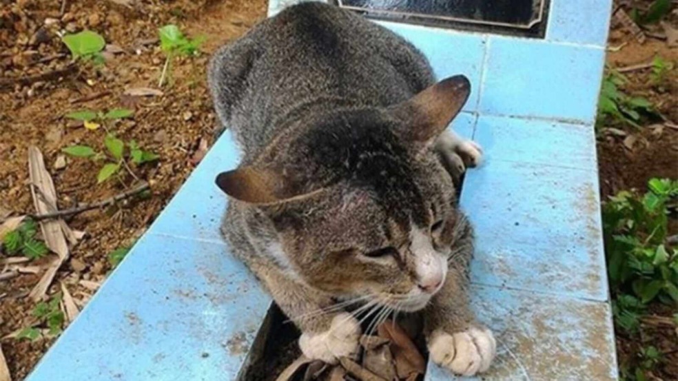 Gato em túmulo Gato em túmulo