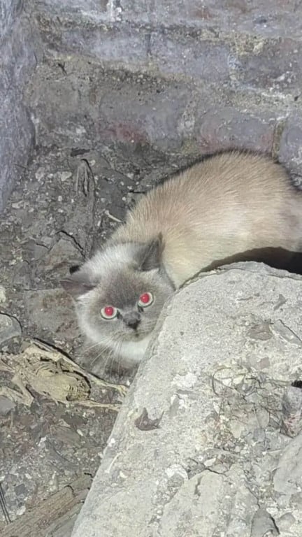 Gato preso em porão de igreja
