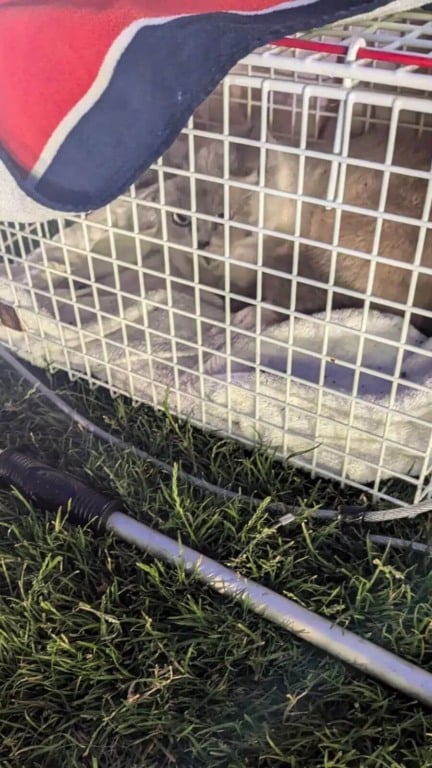 Gato preso em porão de igreja