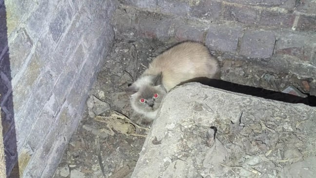 Gato preso em porão de igreja