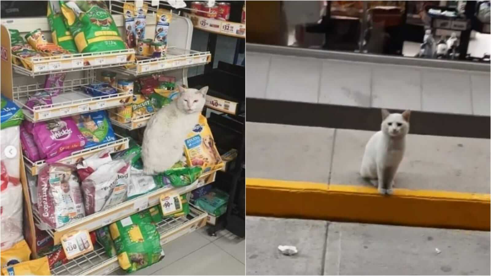 Gato em mercado