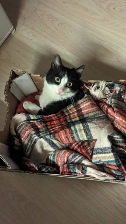 Gato de rua pula na mochila de casal e implora para que o levem para casa