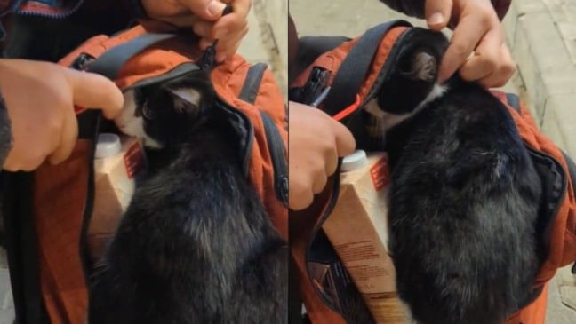 Gato de rua pula na mochila de casal e implora para que o levem para casa