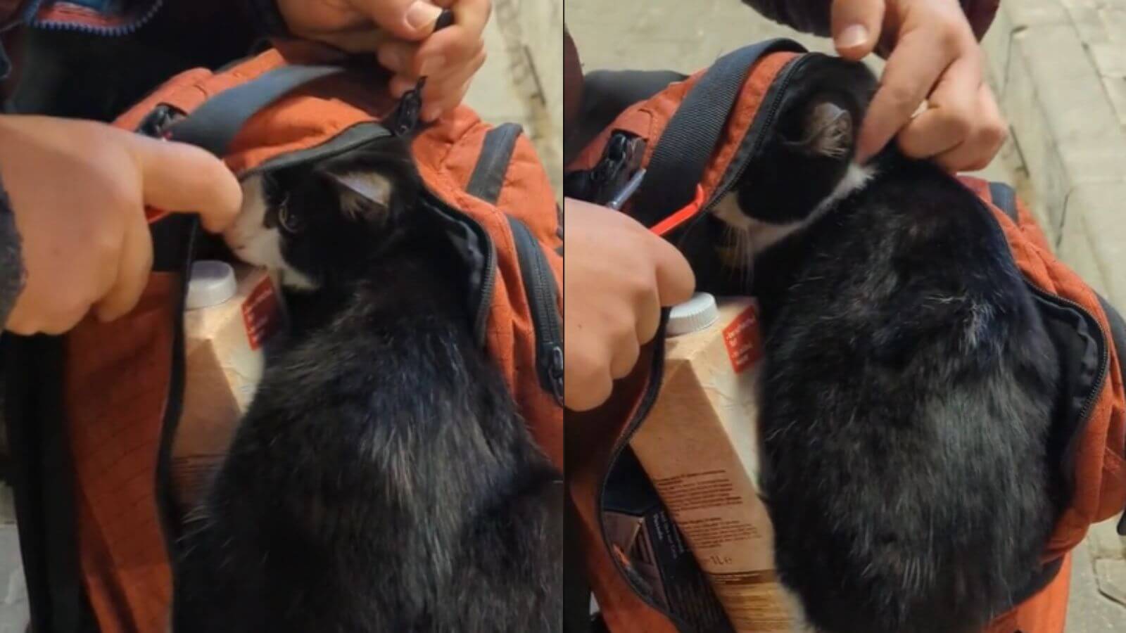 Gato de rua pula na mochila de casal e implora para que o levem para casa