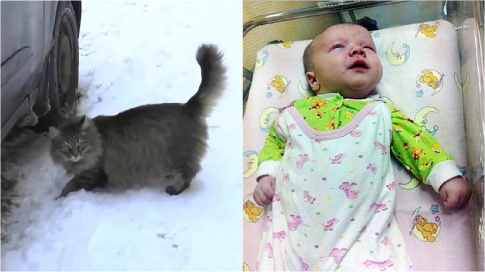 Gato em neve e bebê