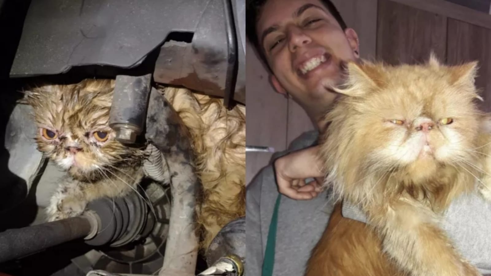 Gato encontrado em motor de carro