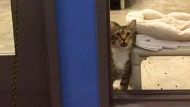 Gato preso em quarto