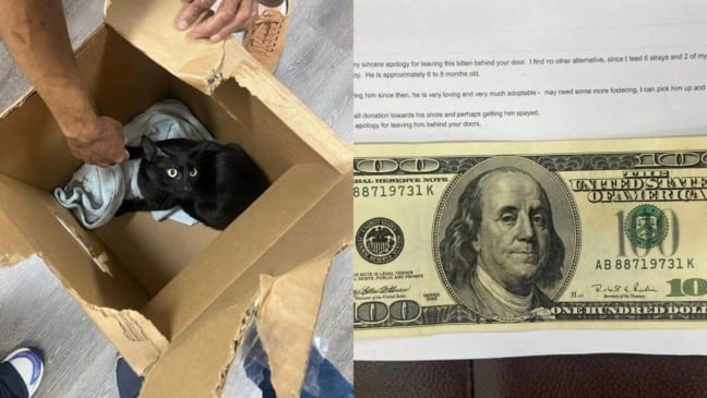 Foto: Reprodução/Saving Sage Animal Rescue Foundation/The Dodo