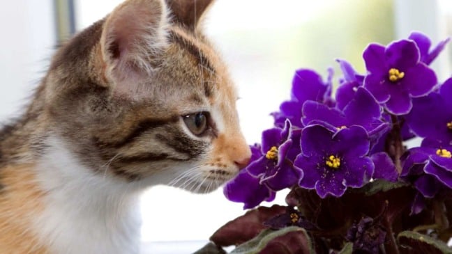 Tem gato em casa? Descubra quais plantas são seguras perto de seu felino Tem gato em casa? Descubra quais plantas são seguras perto de seu felino