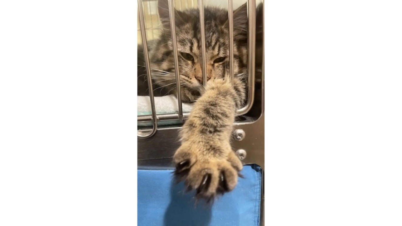 Gato em gaiola de abrigo