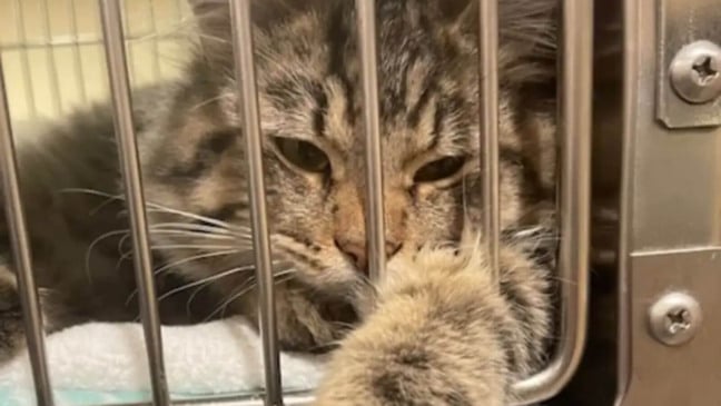 Gato em gaiola de abrigo