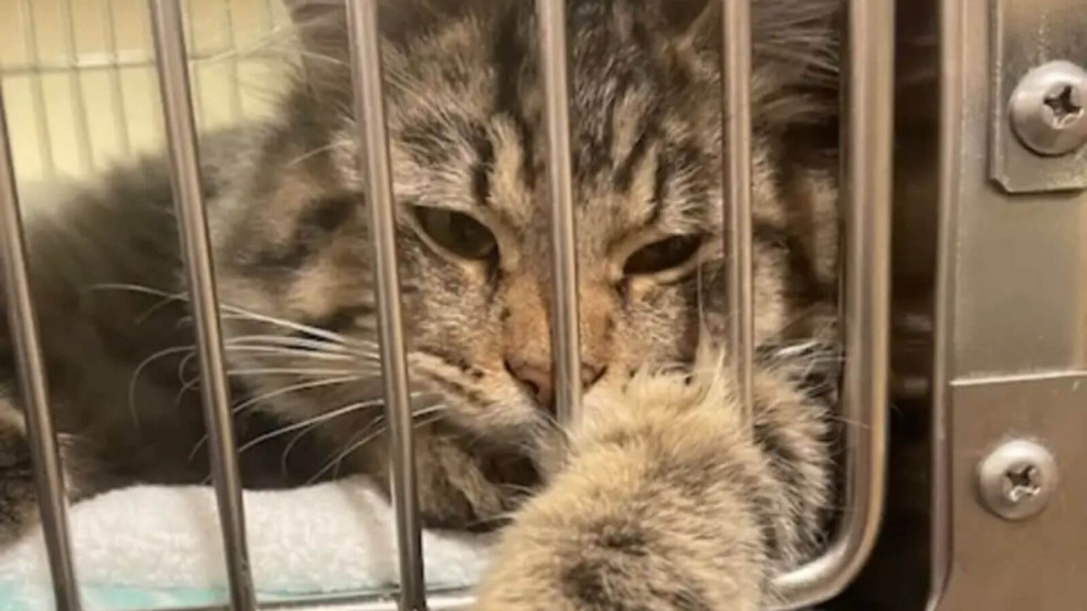 Gato em gaiola de abrigo