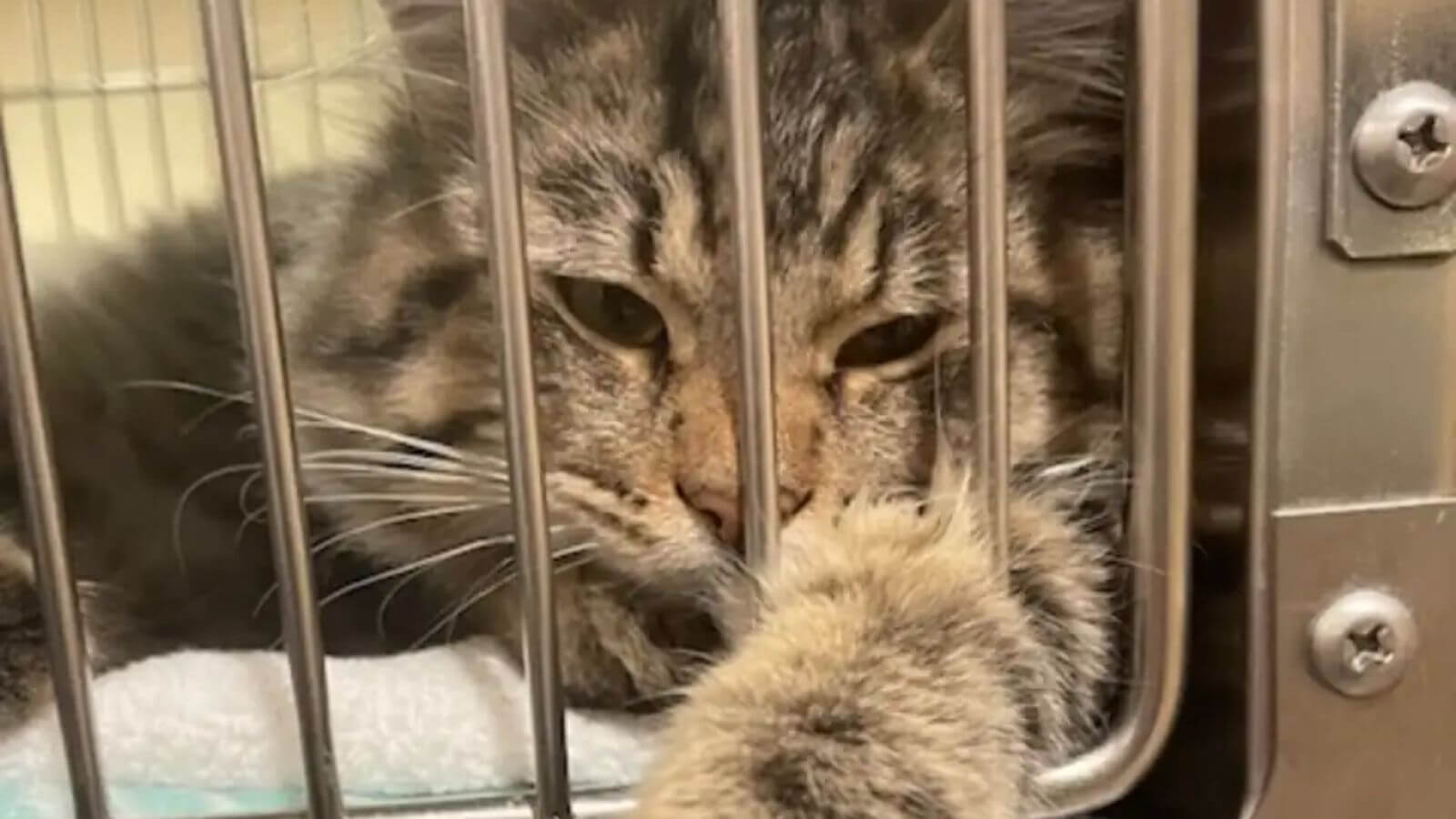 Gato em gaiola de abrigo