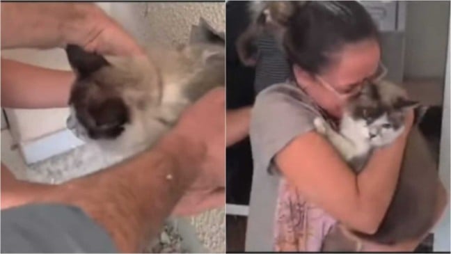 Bombeiros resgatando gato preso em parede