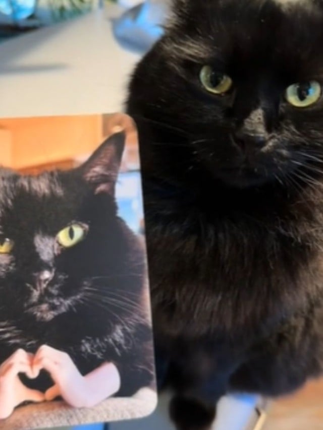 Gato envergonhado envia cartão de desculpas depois de se comportar mal no veterinário