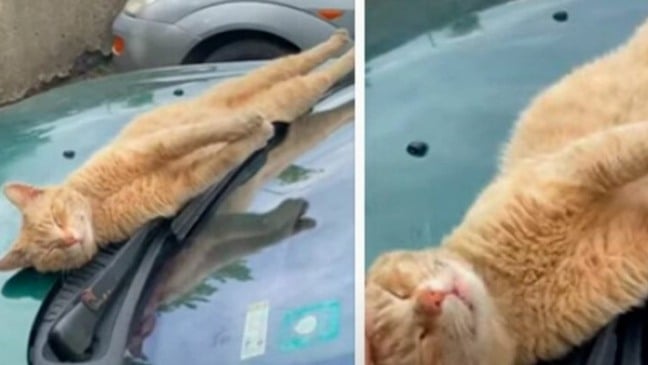 Gato finge estar dormindo em cima de um carro para ser adoto