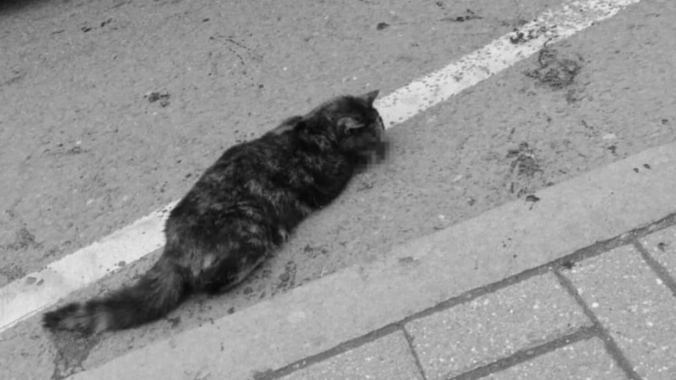 Gato caído na rua