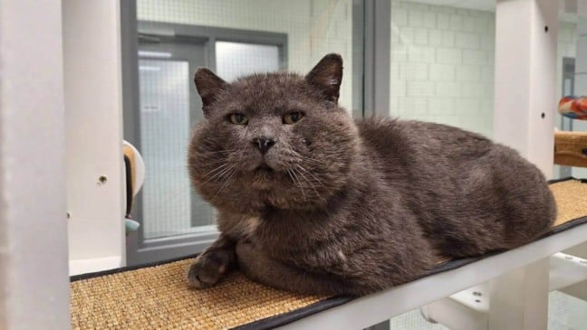 Foto: Cleveland Animal Protective League/The Dodo