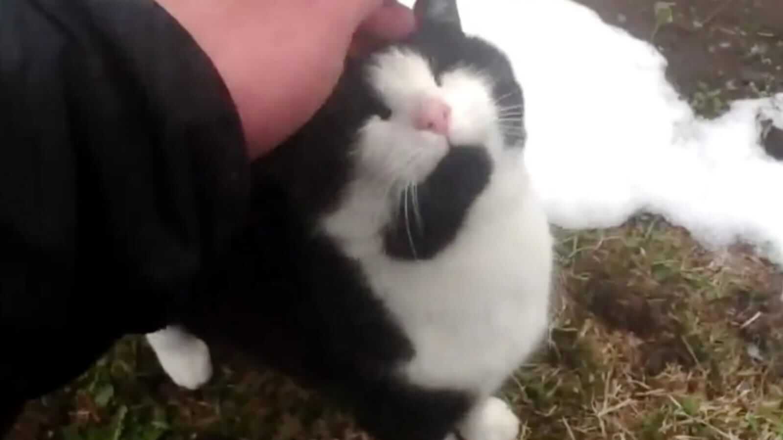 Homem fazendo carinho em gato preto e branco