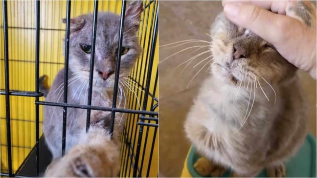 Gato de abrigo Gato de abrigo