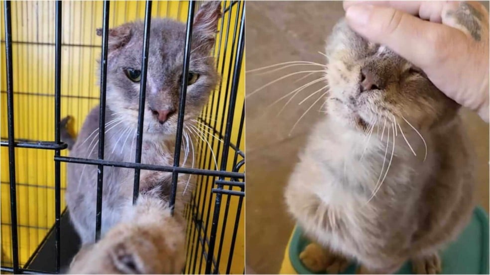 Gato de abrigo Gato de abrigo