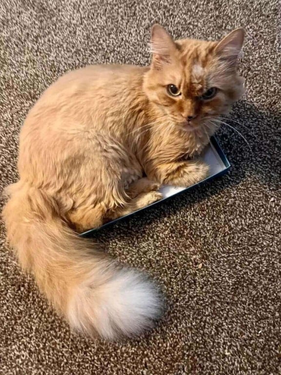 Foto: Lahmia Mareeal Marano