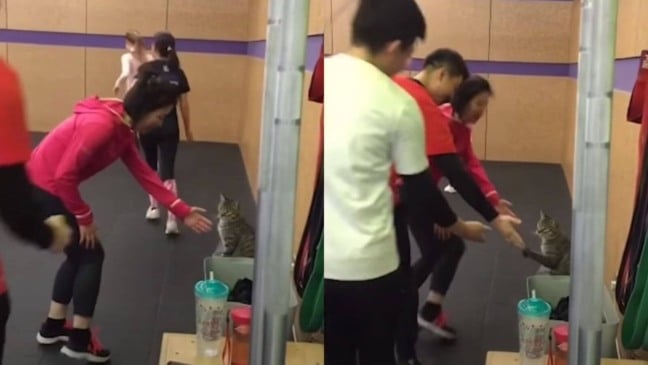 Gato cumprimentando alunos de academia
