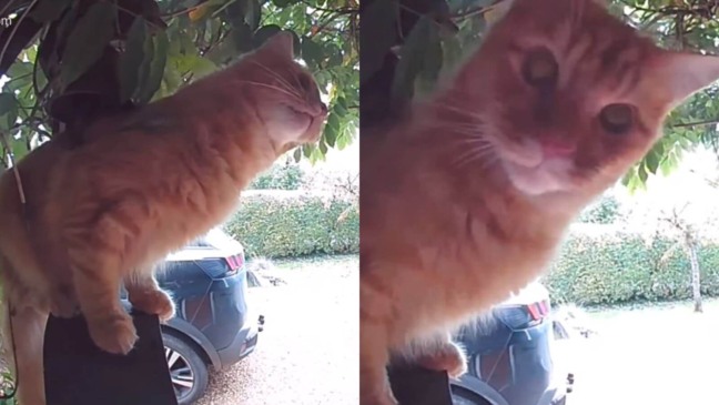 Gato laranja aprende a tocar campainha