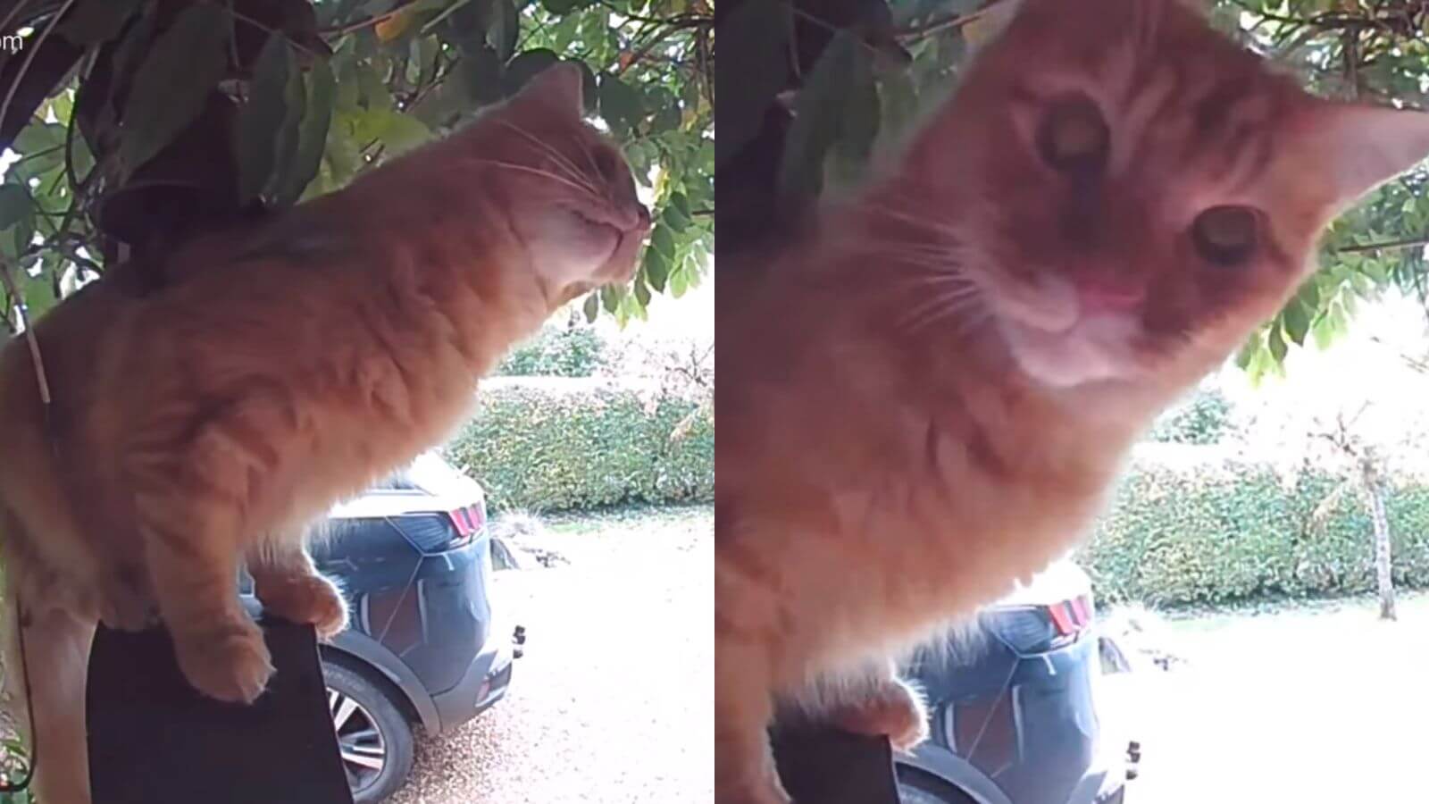 Gato laranja aprende a tocar campainha
