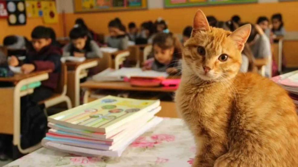 Gato laranja em sala de aula com alunos